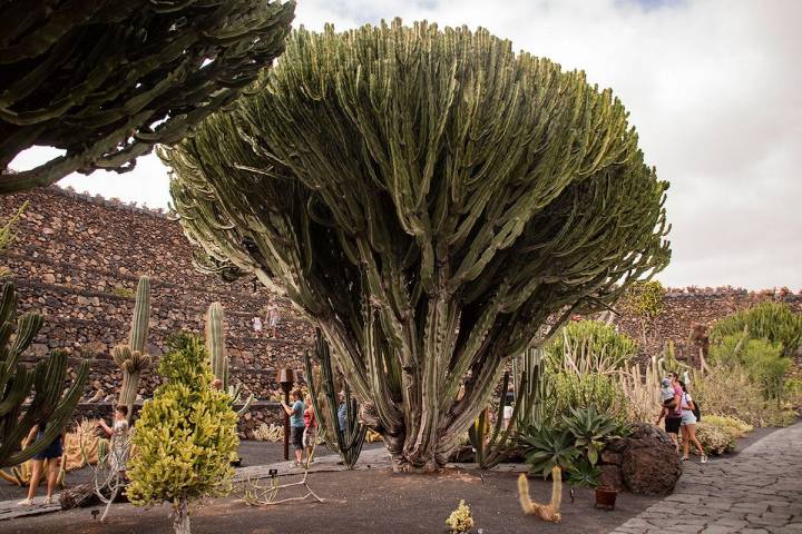 El Jardín de Cactus de Lanzarote cuenta con más de 4.000 especies de plantas cactáceas. Foto: Javier Sáenz.
