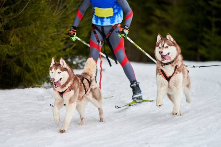 350 deportes que puedes practicar al aire libre skijoring perros