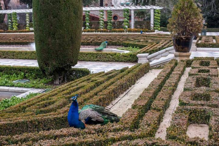 Por los jardines de Cecilio Rodríguez se pasean los pavos reales.