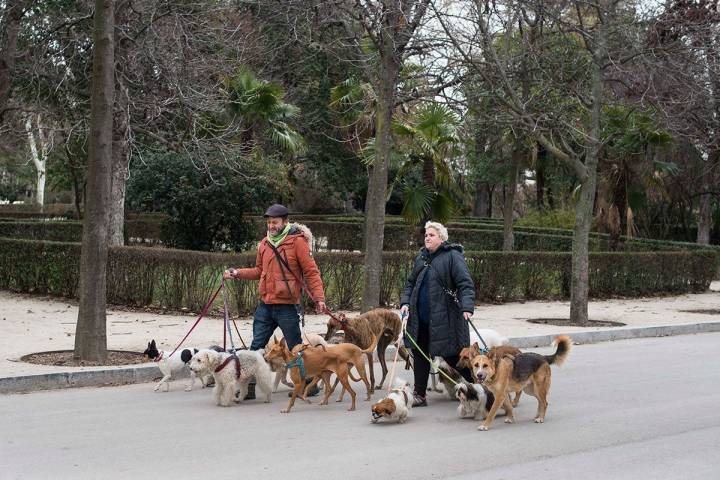 Paseadores de perros en el parque, que se ha convertido en un paraíso para algunos animales.