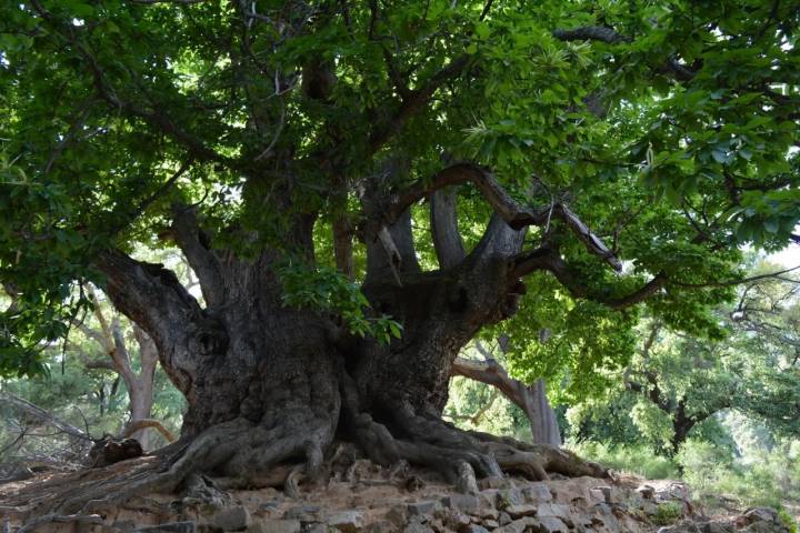 Los árboles más increíbles de España castaño Istán