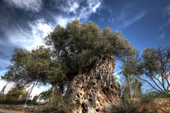 El tronco de ‘La Olivera Grossa’ no ha dejado de retorcerse durante 1.400 años. Foto: Jaume Soriano Sivera / Flickr 