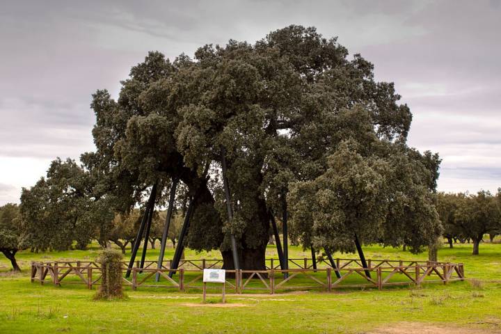 Los árboles más increíbles de España encina La Terrona