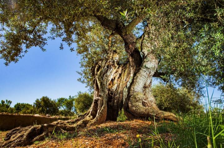 Los árboles más increíbles de España farga de Airon