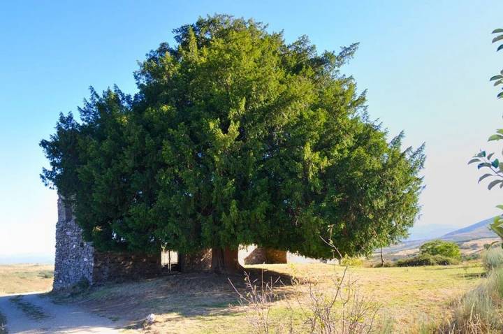 Los árboles más increíbles de España tejo de San Cristóbal de Valdueza
