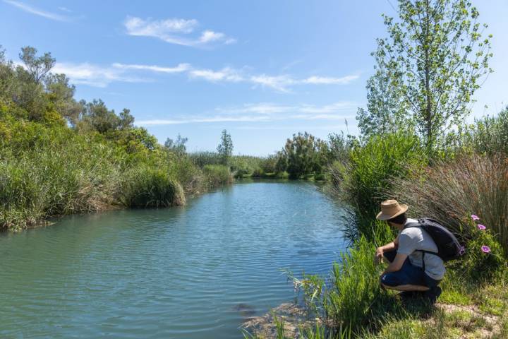 La Marjal Pego-Oliva fue declarado parque natural en 1994 y tiene más de 1.200 hectáreas 