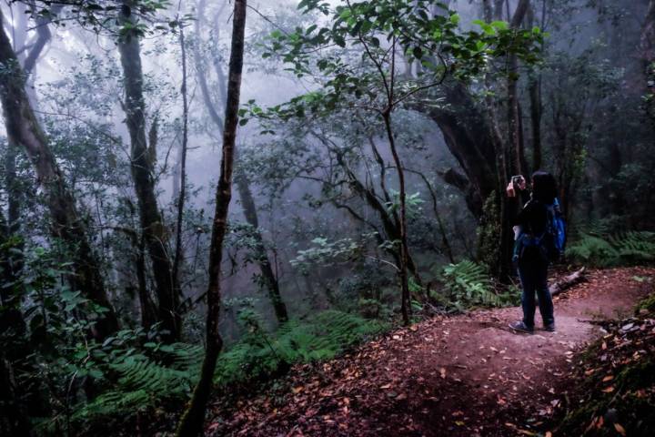 En el corazón de la Isla de La Gomera, en el parque nacional de Garajonay, los aquelarres eran frecuentes. Foto: Hugo Palotto.