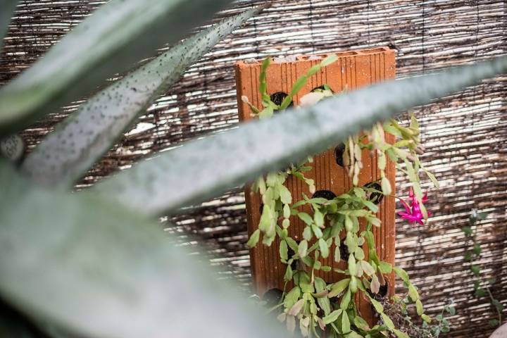 Los ingeniosos inventos de don Carlos Sala, el centenario viverista. De una ladrillo, un jardín colgante.
