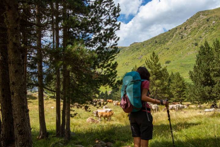 Una senderista contempla un rebaño de ganado en el Parque Natural Posets-Maladeta (Huesca).