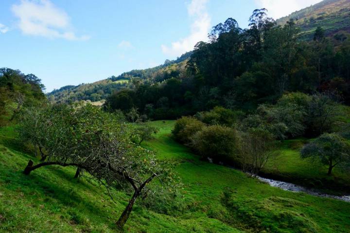 en la sierra del Sueve (Asturias).