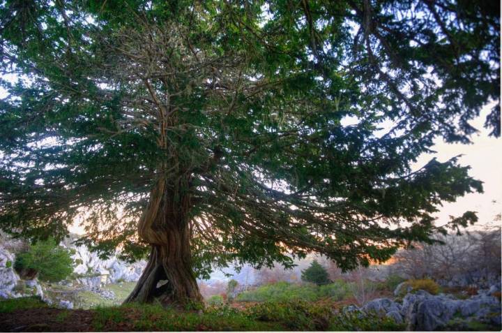Los árboles y bosques más hermosos de España te esperan | Guía Repsol