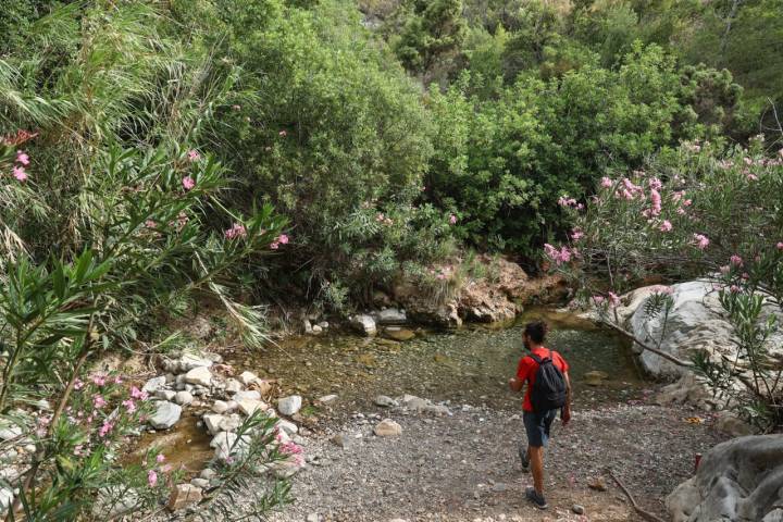 Las flores de las adelfas impulsan la sensación de paraíso. 