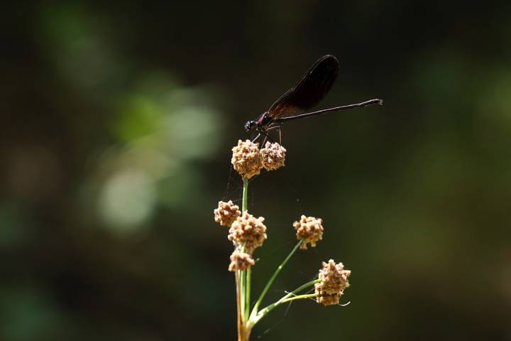 Una libelula sobre una flor. 