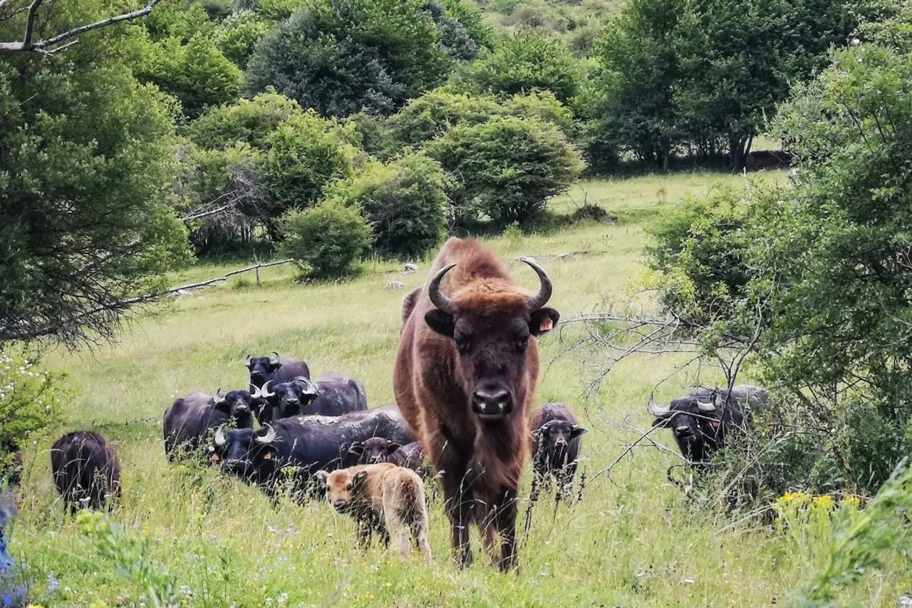 De safari con los bisontes felices del Valle de Anciles