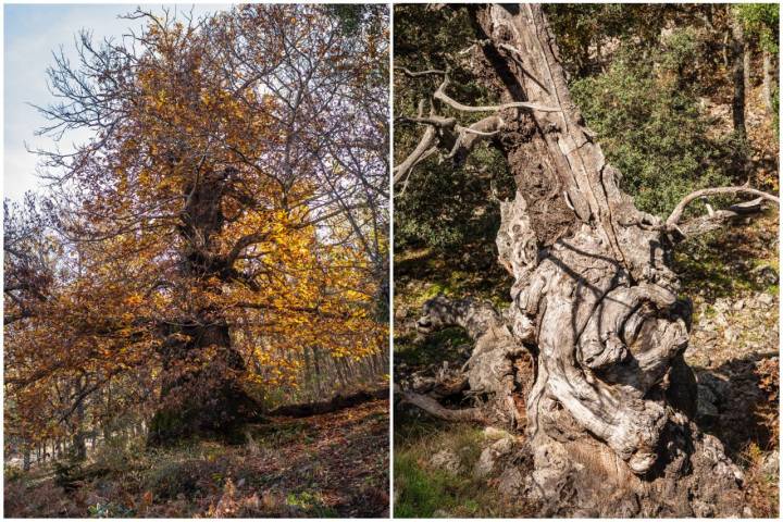 Los castaños centenarios de este bosque están catalogados como Árboles Singulares de Extremadura.