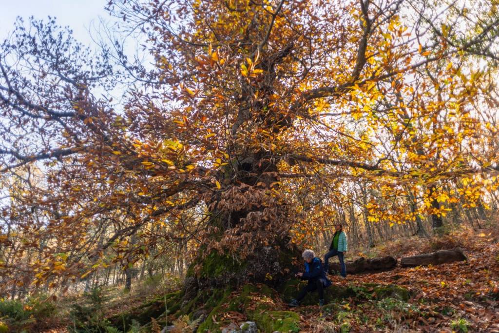 El castaño extremeño de 700 años que querrás abrazar este otoño