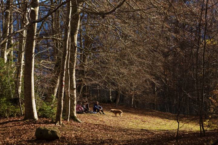 Un grupo de personas descansa, junto a un perro, en un claro del bosque