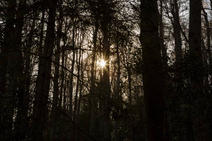 Rayos del sol se cuelan entre los troncos y ramas de los árboles