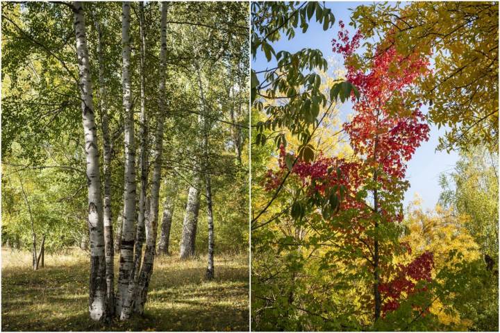 Bosque Finlandés Rascafría mosaico abedules
