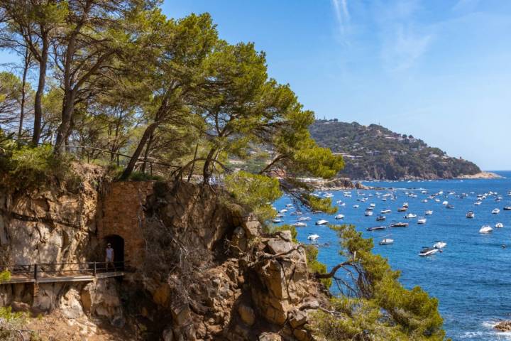 Entre el bosque y el mar.