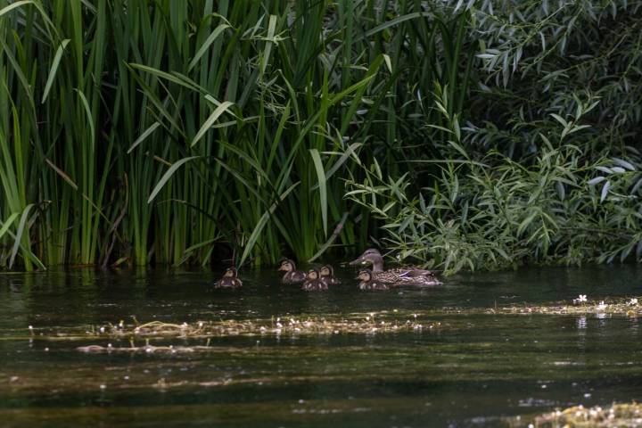 Mamá pato y sus patitos nos ven pasar con las canoas.