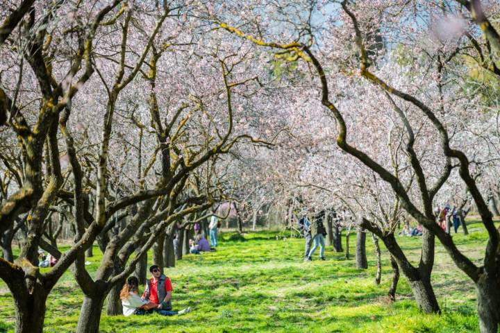 Parque Quinta de los Molinos (Madrid)