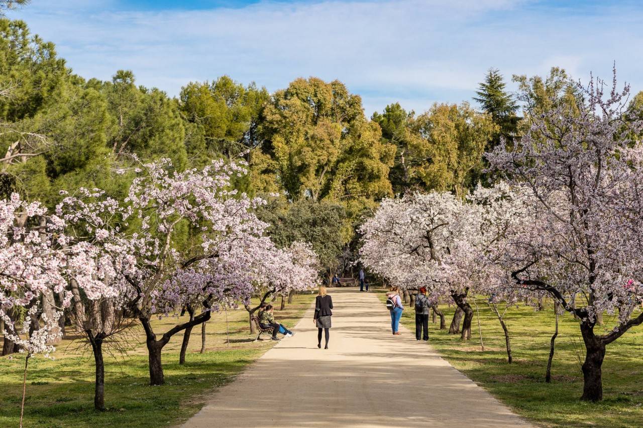 En busca del festival efímero de los almendros en flor