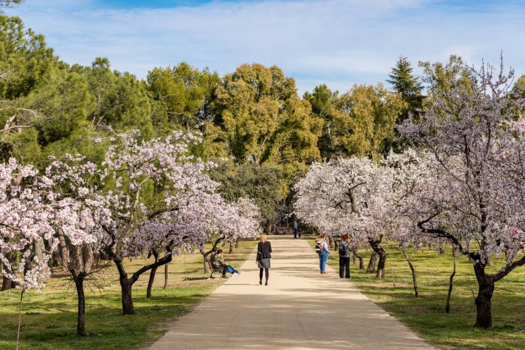 En busca del festival efímero de los almendros en flor