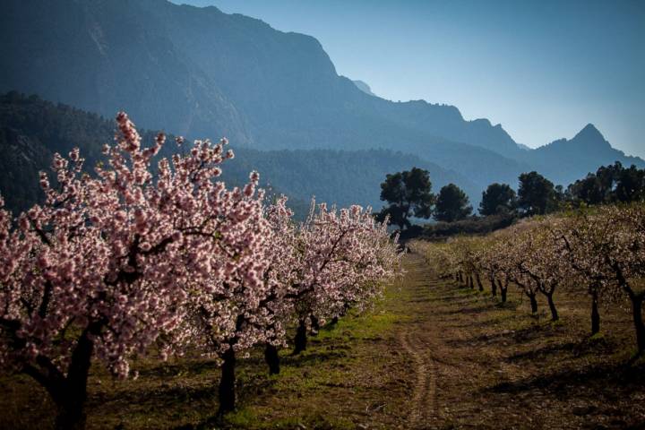 Así lucen los almendros en flor de Mula.