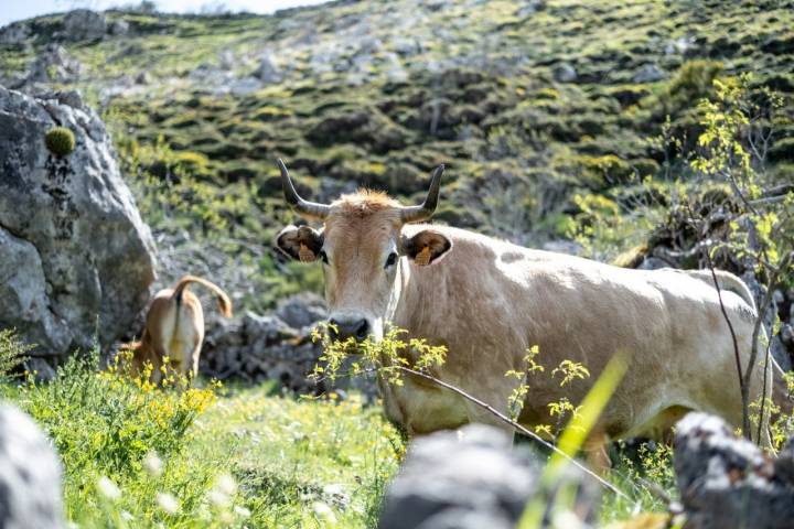 Vacas asturias