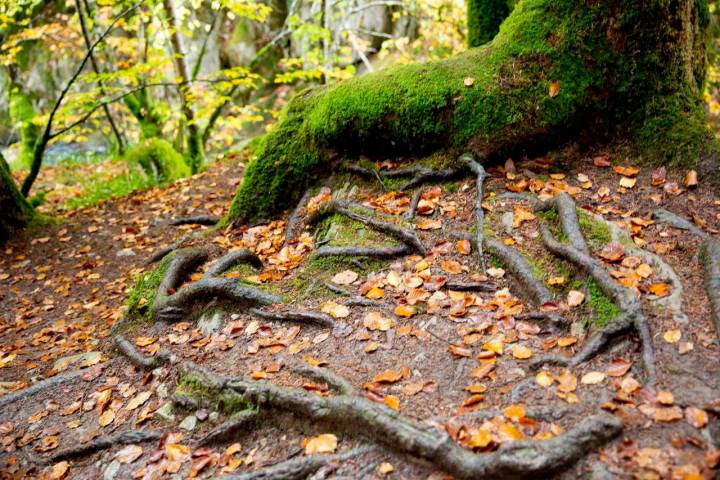 Detalle de las raíces de estos impresionantes árboles.