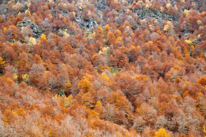 Vistas del hayedo desde la carretera que va de Monesteriu d’Ermu a las brañas.