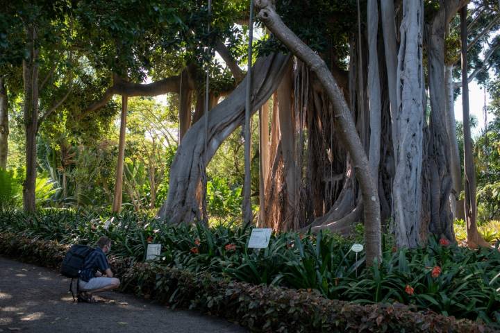 El Ficus de Lord Howe, icono vegetal de este jardín, el segundo más antiguo de España.