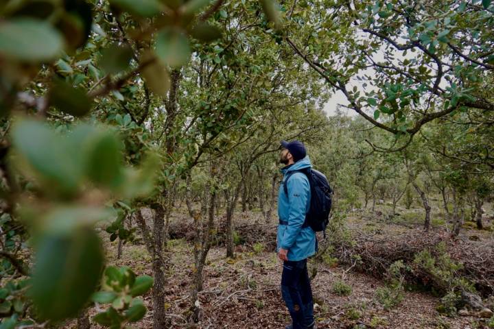 Bosque mediterráneo en el valle de Los Frailes del Reato