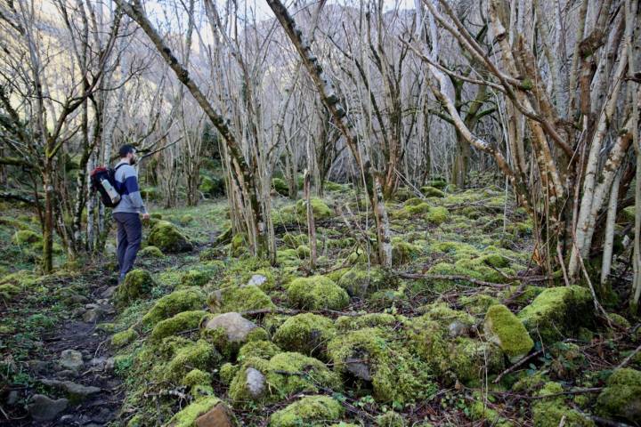 El desvío hacia las praderas de Ruyemas nos guía hacia la “Cascada” por un camino pedregoso, cubierto de musgo que se interna en el bosque. 