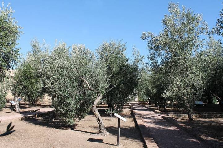 49 olivos, de 32 variedades distintas, conforman este 'jardín aceitunero'.  Foto: Edu Sánchez.