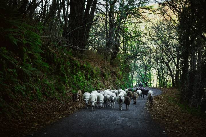 Sendero por el bosque frecuentado por rebaños.