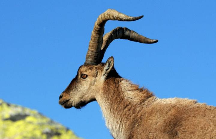 Parque Nacional de Sierra Nevada: macho de montés. Foto: Alfredo Merino.