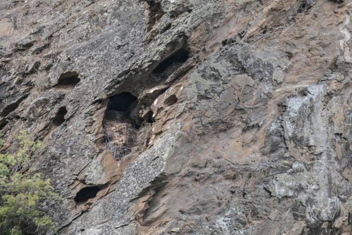 Dos nidos vacíos entre los huecos de las rocas.