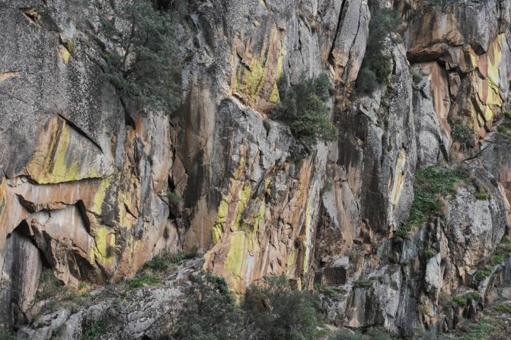 Los líquenes amarillentos que se ven en las rocas son un bioindicador de la pureza del aire