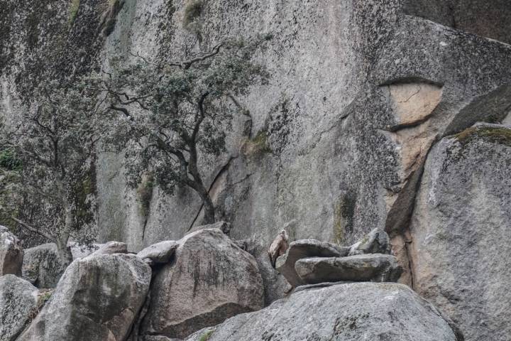 Una cría de buitre leonado apoyado en una roca junto a un árbol.