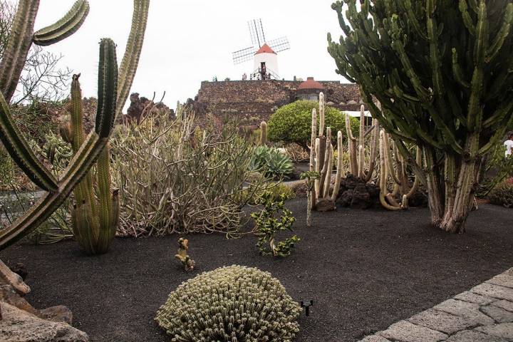 Jardin de cactus