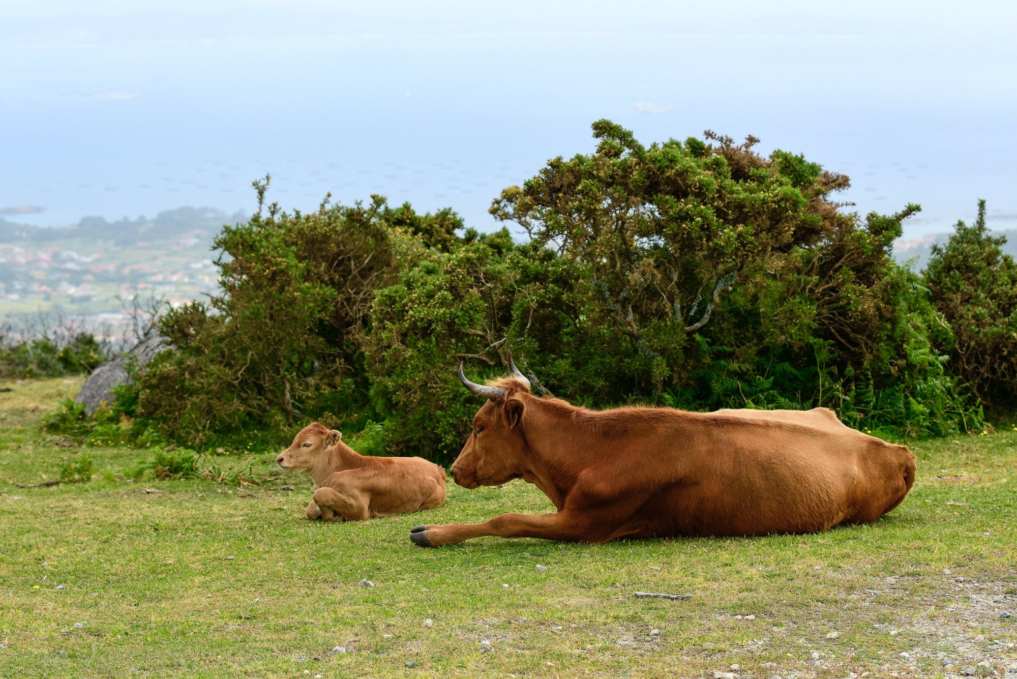 Vacas en el Mirador de A Curota (A Coruña)