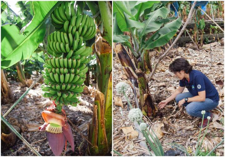 El principal motor económico de la isla de la Palma es el cultivo del plátano.