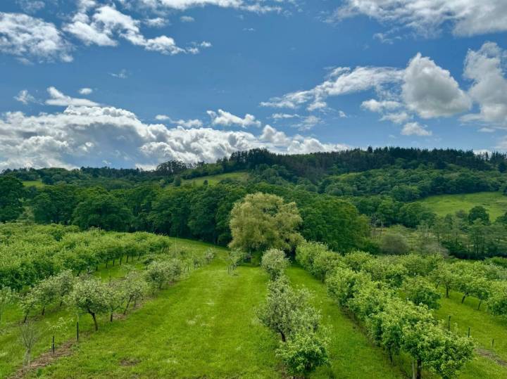 Manzanos en flor en el valle del Nora (Asturias)