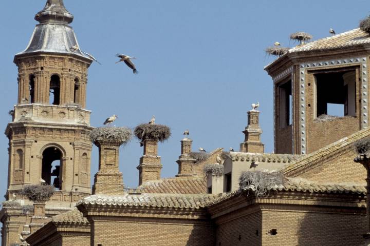 Cigüeñas blanca anidan en la colegiata de San Miguel (Alfaro.)