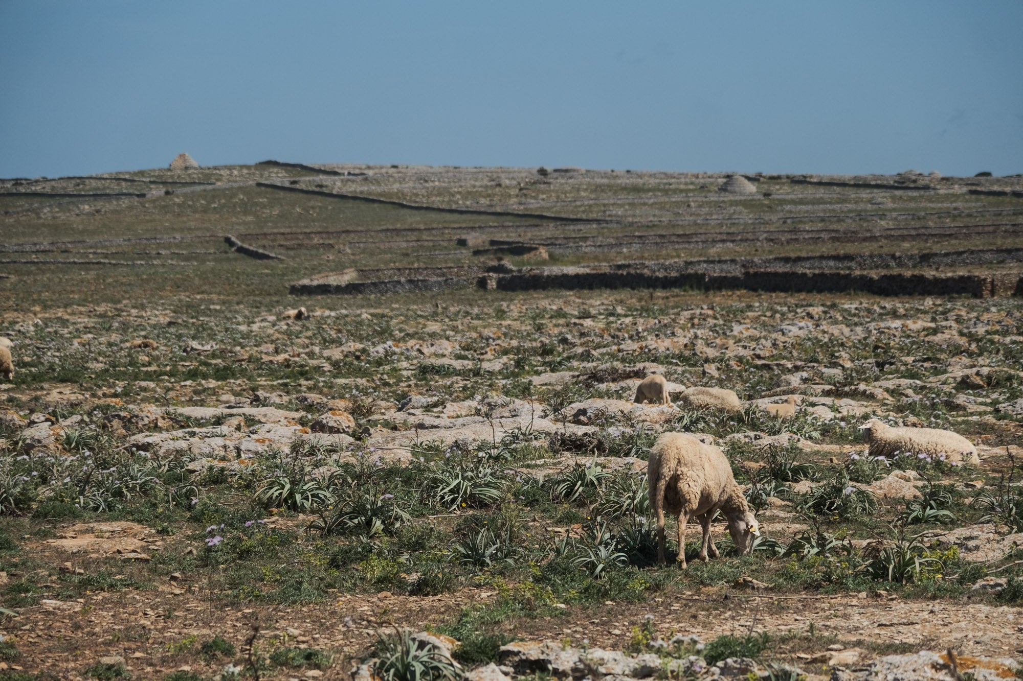 Qué ver en Ciutadella de Menorca ovejas