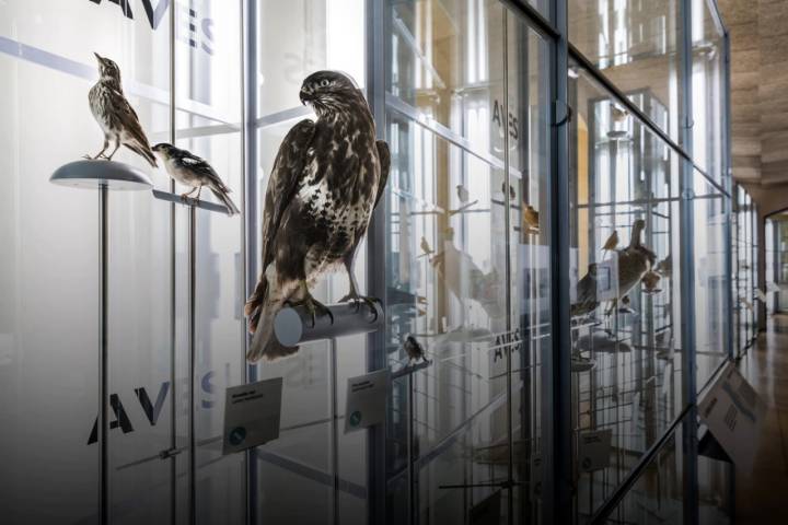 Exposición de aves del Museo de Naturaleza y Arqueología.