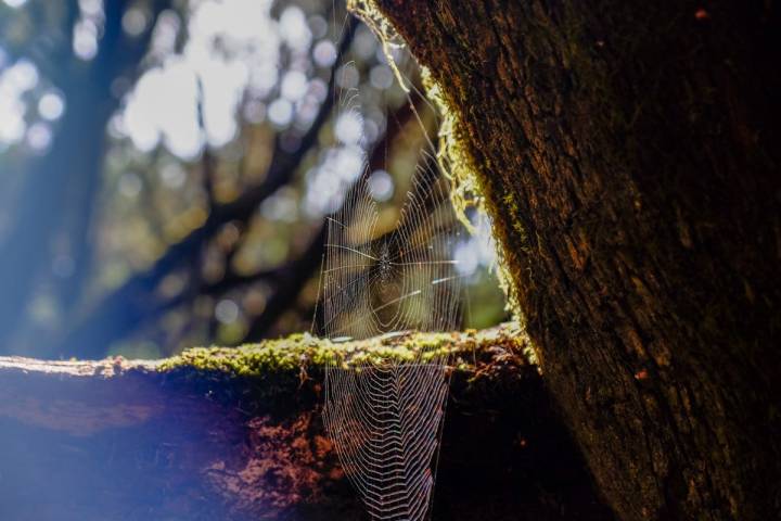 La Gomera: Detalle de telaraña en el Parque Nacional de Garajonay. Foto: Hugo Palotto