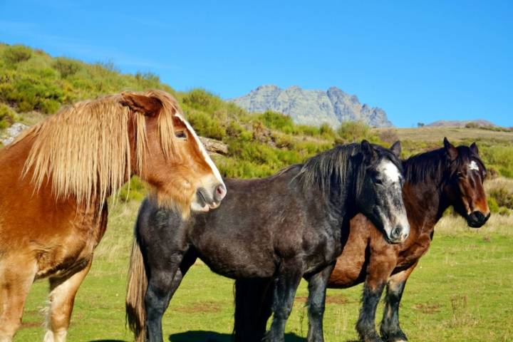 Caballos de la raza losina